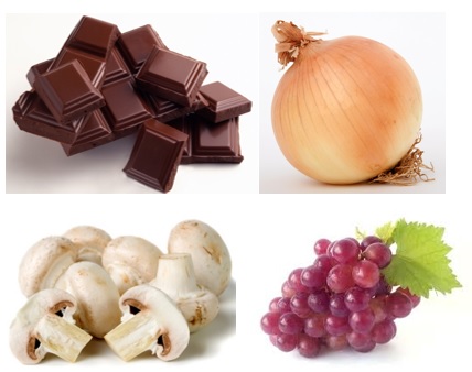 Alimentos tóxicos: Chocolate, Cebola, Cogumelos e Uvas.