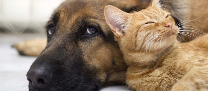 Alimentos tóxicos a cães e gatos