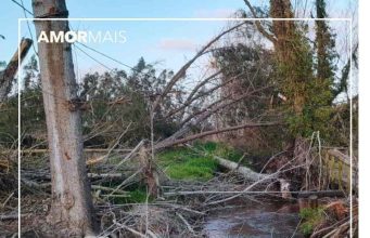Floresta: silêncio dos proprietários pode levar à limpeza automática de terrenos